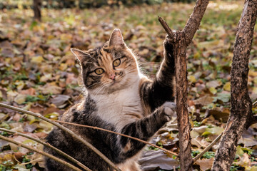 Adorable tricolor street cat in city park closeup on autumn sunny day