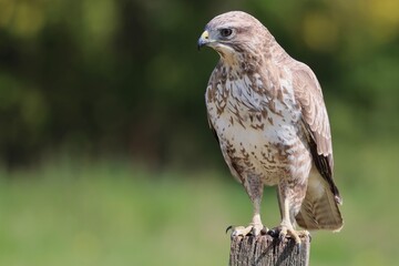 Buzzard on apost