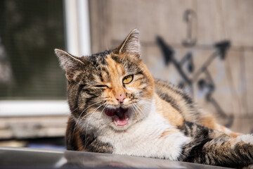 Beautiful street tricolor cat on car roof closeup on sunny day