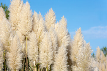 Selective focus of white cream puffy flowers of Pampas grass in the garden under blue sky,...