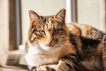 Beautiful street tricolor cat on car roof closeup on sunny day