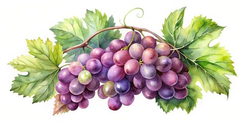 Obraz premium Watercolor Painting of a Grapevine with Lush Green Leaves and Ripe Purple Grapes, grape ,vine