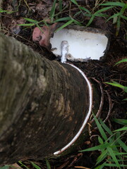 Rubber tapping is done by cutting or slicing the bark using certain methods or techniques, with the...