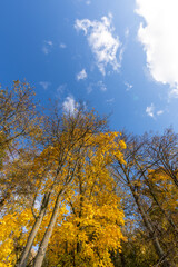 Obraz premium The sky is blue and the trees are yellow