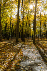 Fototapeta premium A forest with trees and leaves on the ground
