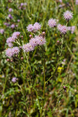 Obraz premium Acker-Kratzdistel (Cirsium arvense)