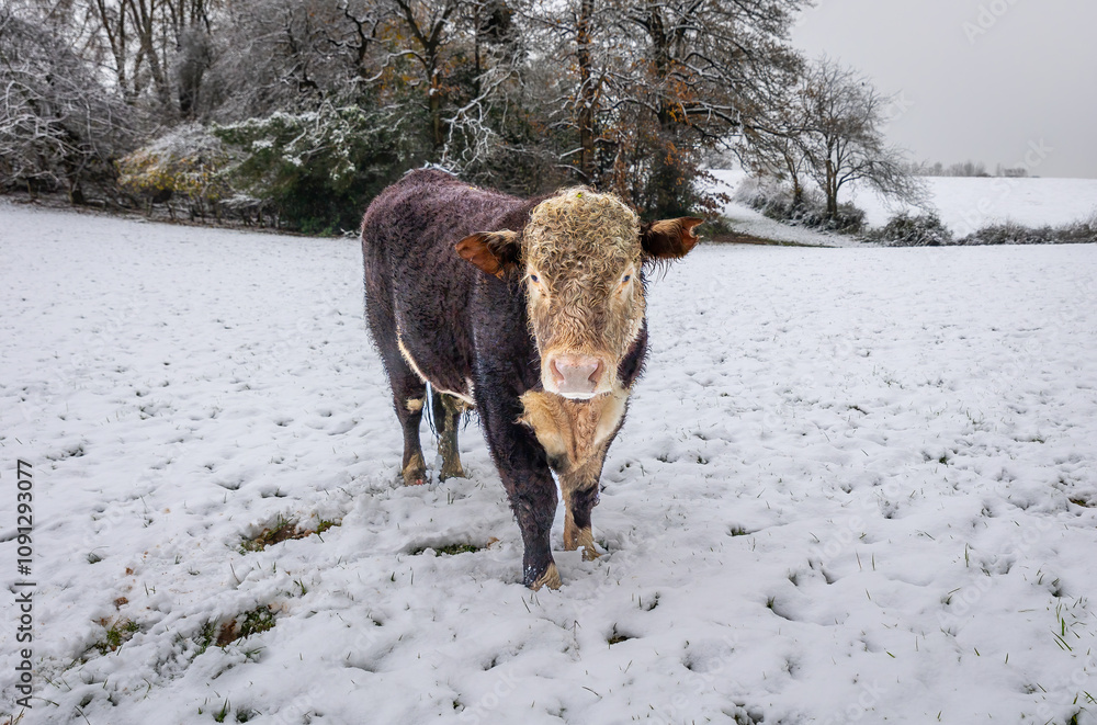 Poster a portrait of a bull as it stands in a snow covered field and staring at the camera