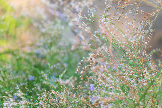 Beautiful delicate floral background. Limonium carolinianum. Carolina sealavender, canker root, ink root, marsh root, lavender thrift, American thrift