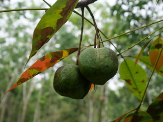Hevea brasiliensis or rubber tree fruit, hanging on the tree. 