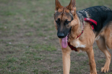 Happy German Shepherd with tongue hanging out