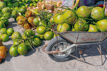 Coconuts collected from the tops of palm trees are stacked in a cart for transportation to a warehouse, with many scattered coconuts around