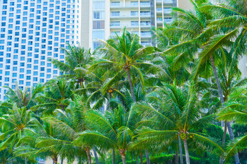 Fototapeta premium Tropical palm trees against the backdrop of multi-story residential condominiums, housing in warm exotic tropical countries