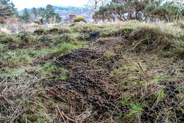Fototapeta premium Hare droppings, bay leaves in the grass