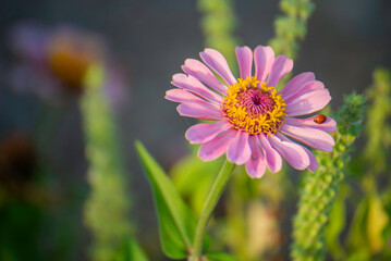 Fototapeta premium Purple marigold, soft evening sunlight