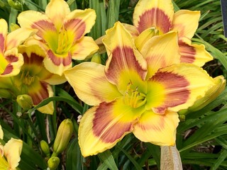 yellow maroon lily flowers summer bloom