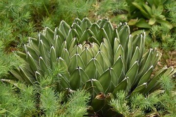 Obraz premium cactus in the garden agave succulent plant