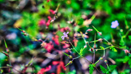 Geranium robertianum  flower   w tle innych kwiatow piekne tlo otoczenia
