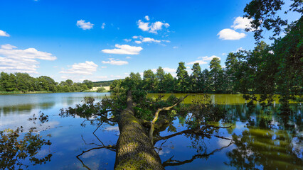 fallen tree by the lake clouds gliding across the lake
