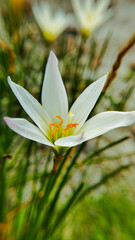 Close up or macro photo of white chocolate flower (Kembang Cokelat) or Zephyranthes candida.