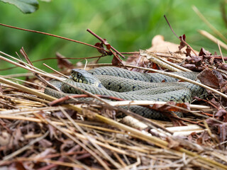 Grass Snake Basking on a Compost Heap