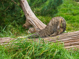 Fototapeta premium Scottish Wildcat Stretching on a Log