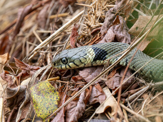 Fototapeta premium Grass Snake Basking on a Compost Heap
