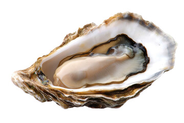  Oysters isolated on a transparent background.