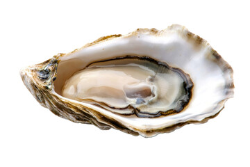 Oysters isolated on a transparent background.