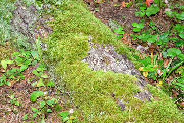 Natural background. Moss on the bark of a tree