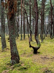 A close-up view of the unique twisted pine trees in the Dancing Forest, located on the Curonian...