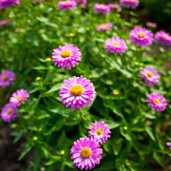 Fototapeta premium close up of beautiful flowers