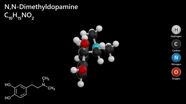 N-N-Dimethyldopamine. Animated 3D model of a molecule. Molecular formula: C10H15NO2. Chemical model: Ball and sticks. Black background. 3D rendering. Seamless loop.