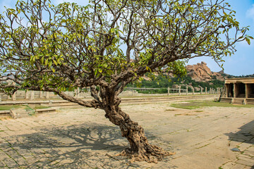 150 years old Plumeria Champa flower  tree in the Vitthala temple Courtyard Hampi, Karnataka