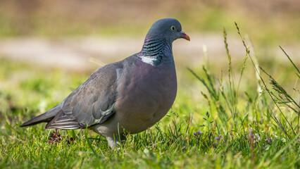 Fototapeta premium Gołąb miejski Columba livia forma urbana