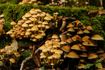 Troupeau de champignons