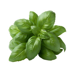 Fototapeta premium a picture of a sprig of basil png isolated on transparent background