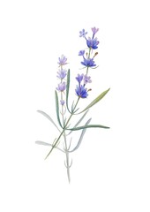 Fototapeta premium Lavender branches on a white background watercolor