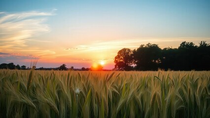 Golden Sunset Over Wheat Fields: Captivating Nature Photography for Home Decor and Wall Art
