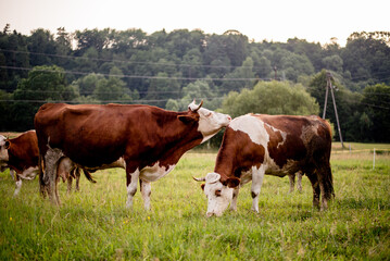 Organic Cattle Grazing in Golden Hour