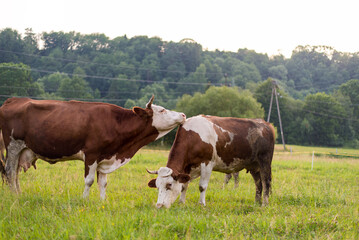 Organic Cattle Grazing in Golden Hour