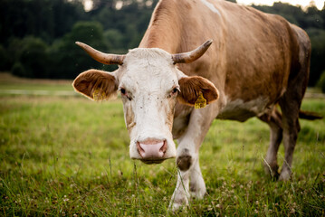 Organic Cattle Grazing in Golden Hour