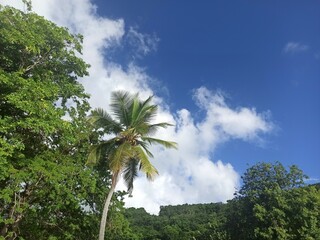 blue sky with white cloud, coconut tree and tropical trees, caribbean forest and sunny weather