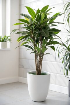 modern indoor plent 