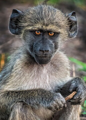 baboon sitting on the ground