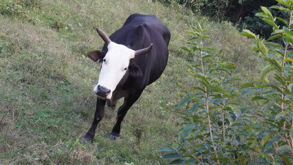 An ox peacefully grazes in a lush field, slowly munching on grass, surrounded by serene nature and...