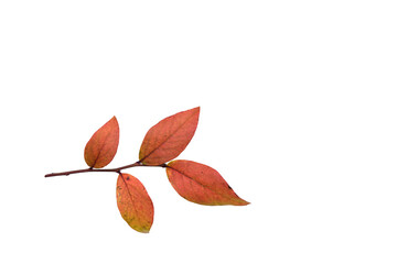 autumn blueberry leaves in red colours on a branch isolated on transparant background