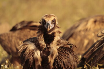 Vulture portrait