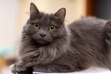 Gatto grigio a pelo lungo