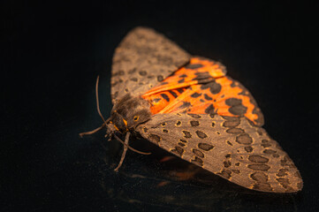 A macro photograph of a leopard moth on a black background, showing brown and orange wings with spotted patterns and antennae.