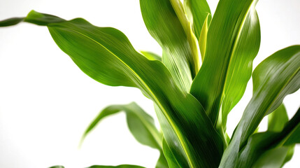 Obraz premium Corn plant isolated on a white background for garden design.